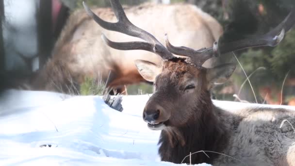 Elk Canadese Rockies — Stockvideo