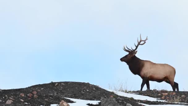 Elk Canadian Rockies — Stock Video