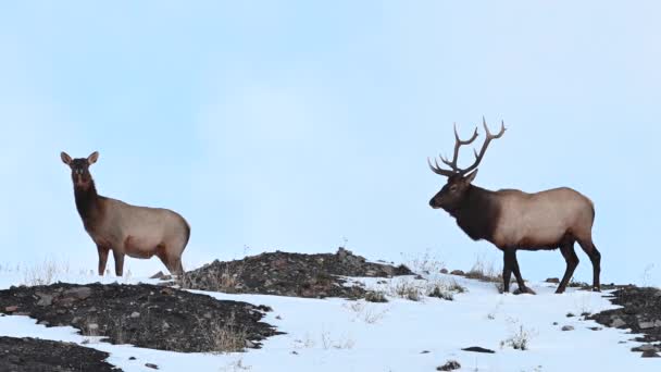 Лось Скалистых Горах Канады — стоковое видео