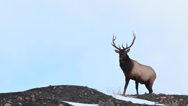 Elk Canadese Rockies — Stockvideo