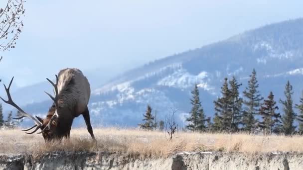 Elk Canadese Rockies — Stockvideo