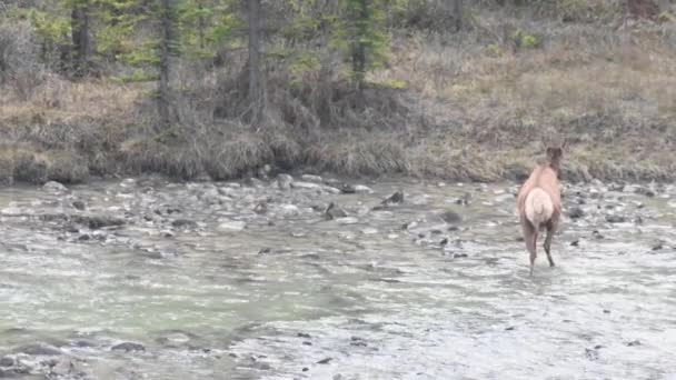 Kanada Kayalıklarında Geyik — Stok video
