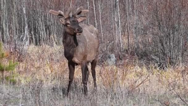 Elch Den Kanadischen Rocky Mountains — Stockvideo