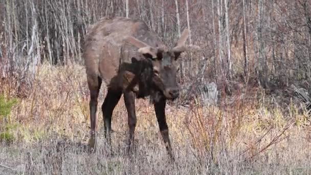 Elk Canadian Rockies — Stock Video