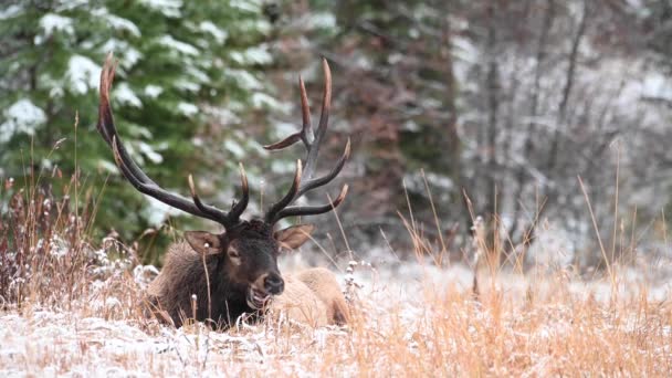 Wapiti Dans Les Rocheuses Canadiennes — Video