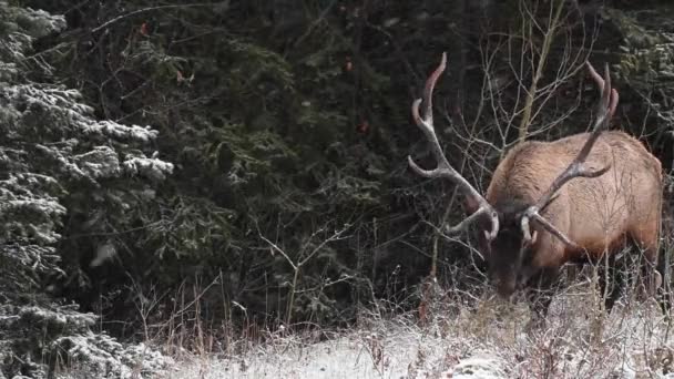 Elg Canadiske Rocky Mountains – Stock-video