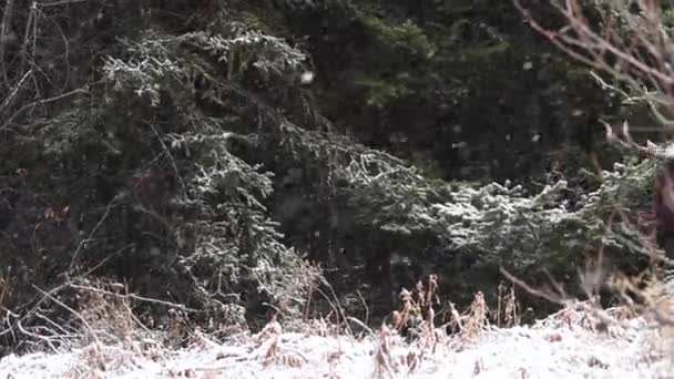 Ελάφι Στα Καναδικά Βραχώδη Όρη — Αρχείο Βίντεο