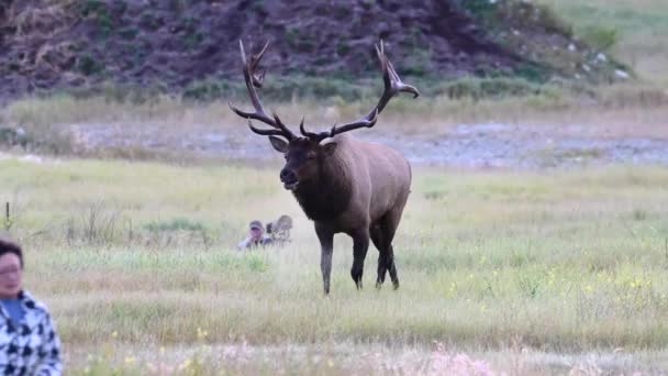 Elch Den Kanadischen Rocky Mountains — Stockvideo