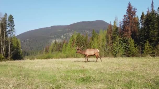 カナダのロッキー山脈のエルク — ストック動画