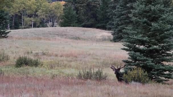 Wapiti Dans Les Rocheuses Canadiennes — Video