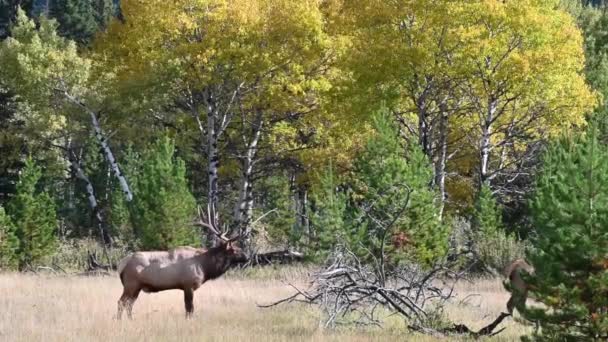 Elk Canadian Rockies — Stock Video