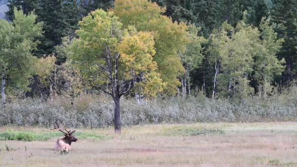 Alce Nas Montanhas Rochosas Canadenses — Vídeo de Stock