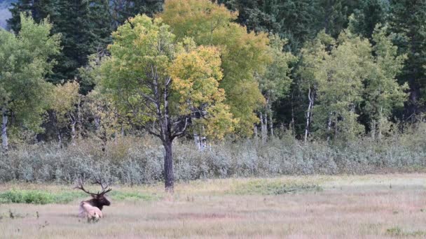 Elk Canadian Rockies — Stock Video