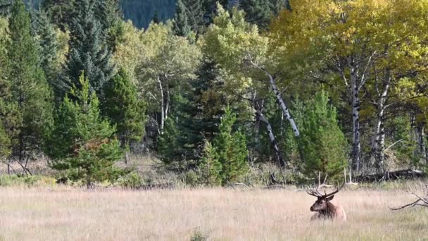 Wapiti Dans Les Rocheuses Canadiennes — Video