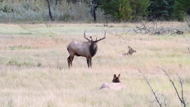 Elch Den Kanadischen Rocky Mountains — Stockvideo