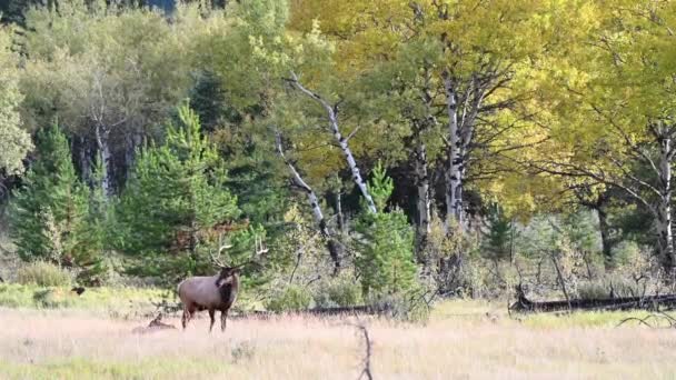 Elk Canadian Rockies — Stock Video