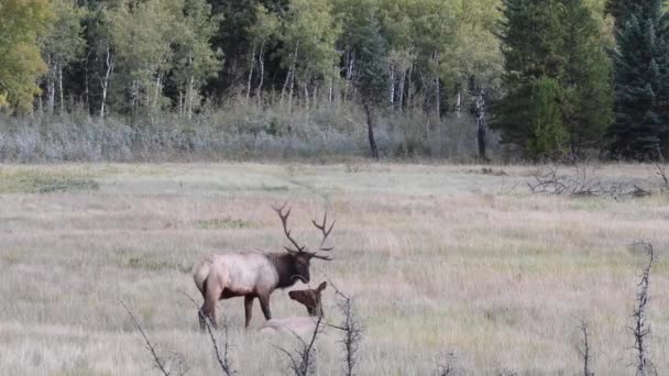 Älg Kanadensiska Klipporna — Stockvideo