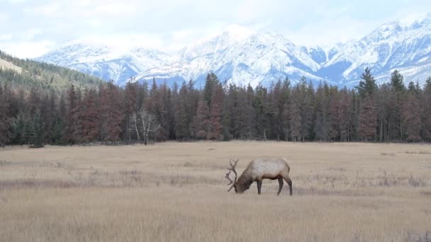 Alce Nas Montanhas Rochosas Canadenses — Vídeo de Stock