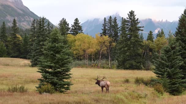 Elk Canadian Rockies — Stock Video