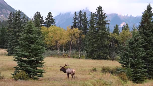 Elk ในแคนาดา Rockies — วีดีโอสต็อก