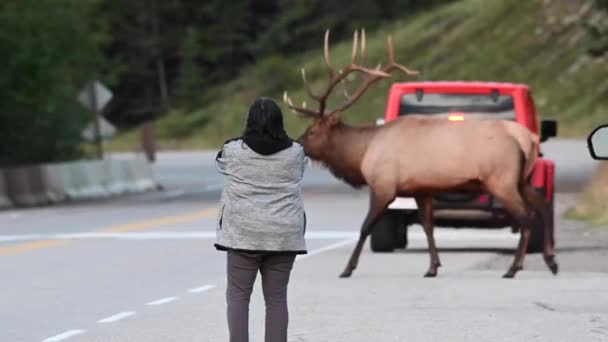 Alce Las Montañas Rocosas Canadienses — Vídeos de Stock