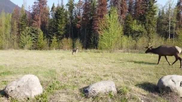 Elk Canadese Rockies — Stockvideo