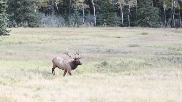 Alce Las Montañas Rocosas Canadienses — Vídeos de Stock