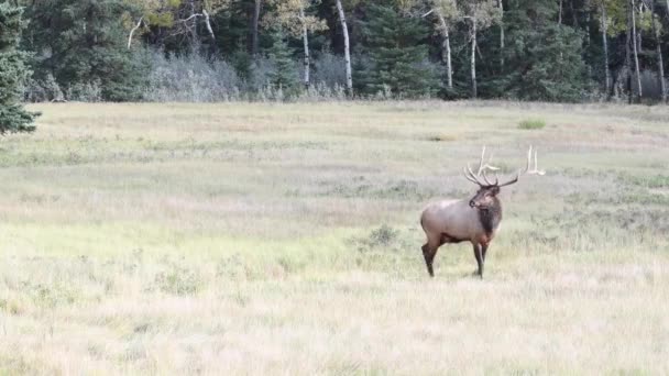 Alce Nas Montanhas Rochosas Canadenses — Vídeo de Stock