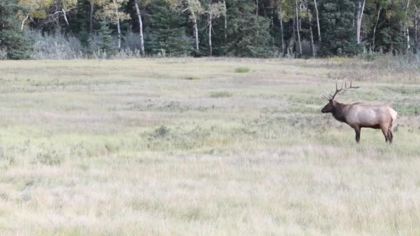 Elch Den Kanadischen Rocky Mountains — Stockvideo