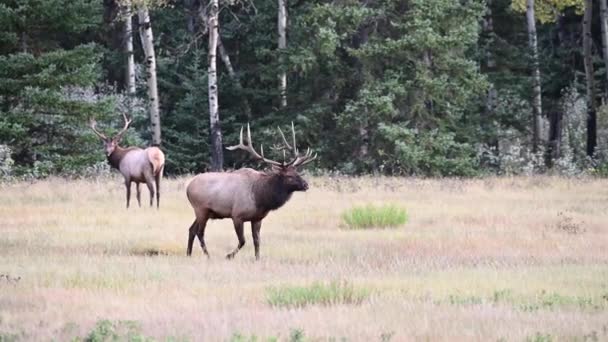 Elch Den Kanadischen Rocky Mountains — Stockvideo