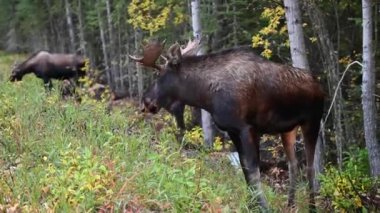 Kanada Kayalıklarında Geyik