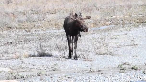 Moose Canadese Rockies — Stockvideo