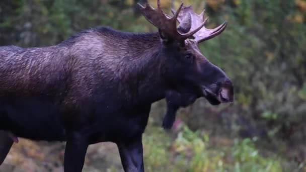 Moose Canadian Rockies — Stock Video