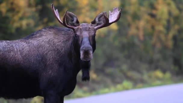 Moose Canadian Rockies — Stock Video