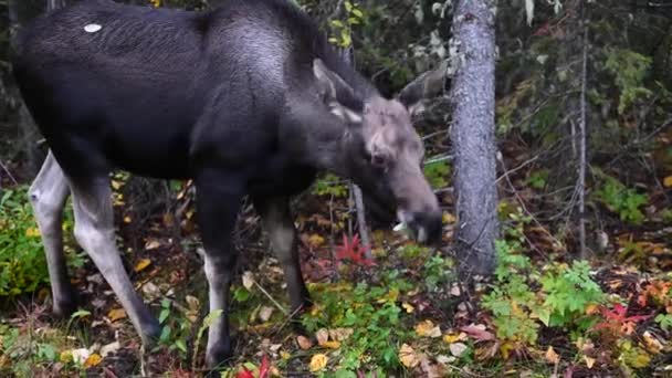 Alce Nas Montanhas Rochosas Canadenses — Vídeo de Stock