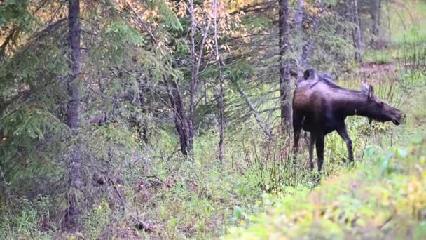 캐나다 산맥에 말코손바닥사슴 — 비디오