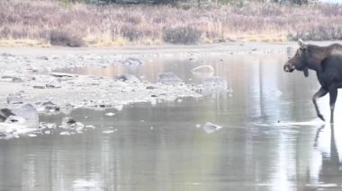 Kanada Kayalıklarında Geyik