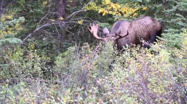 Kanada Kayalıklarında Geyik