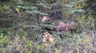Kanada Kayalıklarında Geyik