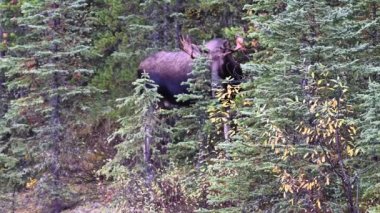 Kanada Kayalıklarında Geyik