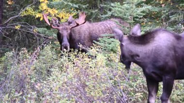 Kanada Kayalıklarında Geyik