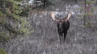 Kanada Kayalıklarında Geyik