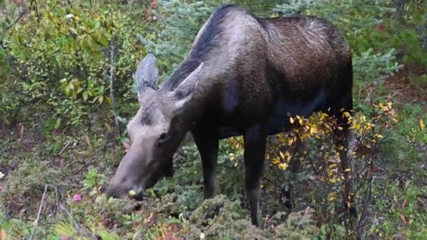 Alce Las Montañas Rocosas Canadienses — Vídeos de Stock