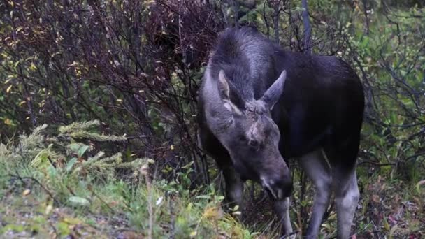 Moose Kanadských Skalistých Horách — Stock video