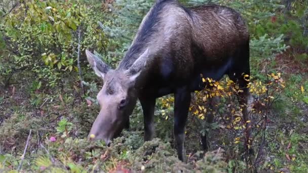 Alce Las Montañas Rocosas Canadienses — Vídeos de Stock