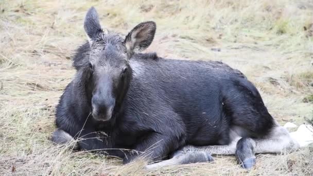 Moose Canadese Rockies — Stockvideo