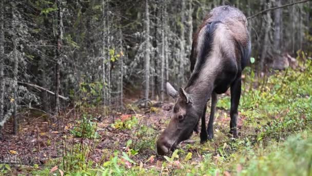 Alce Nas Montanhas Rochosas Canadenses — Vídeo de Stock