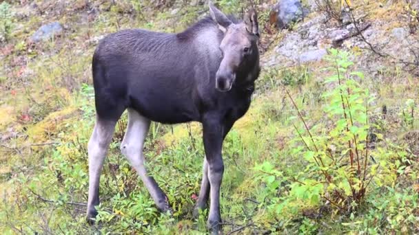 Alce Nas Montanhas Rochosas Canadenses — Vídeo de Stock