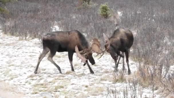 Moose Kanadských Skalistých Horách — Stock video