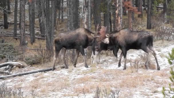 Moose Canadese Rockies — Stockvideo